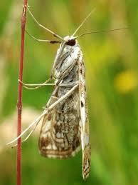 Attēlu rezultāti vaicājumam “Elophila nymphaeata”