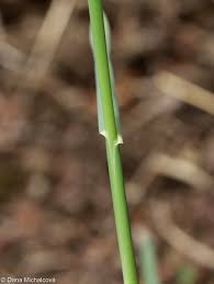 Attēlu rezultāti vaicājumam “Phleum phleoides fruit”