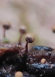 Attēlu rezultāti vaicājumam “Cribraria argillacea stalked”