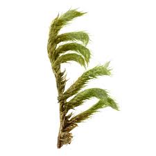 Attēlu rezultāti vaicājumam “Homomallium incurvatum”