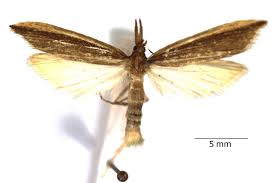 Attēlu rezultāti vaicājumam “Donacaula mucronella”