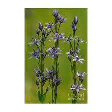 Attēlu rezultāti vaicājumam “Swertia perennis flower”