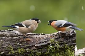 Attēlu rezultāti vaicājumam “Pyrrhula pyrrhula male”