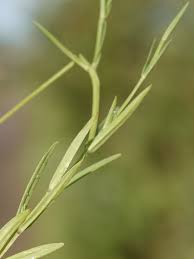 Attēlu rezultāti vaicājumam “Stellaria palustris”
