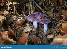 Attēlu rezultāti vaicājumam “Lepista nuda”