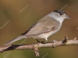 Attēlu rezultāti vaicājumam “Sylvia atricapilla”