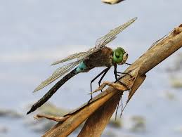 Attēlu rezultāti vaicājumam “Anax parthenope”