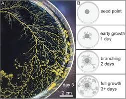 Attēlu rezultāti vaicājumam “Physarum bitectum macro”