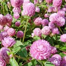 Image result for Kugelamarant