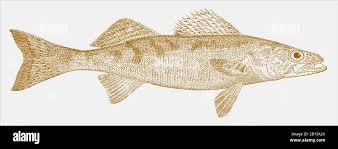 Image result for Sander vitreus