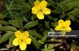 Attēlu rezultāti vaicājumam “Anemone ranunculoides bud”
