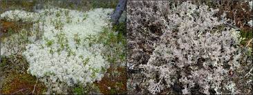 Attēlu rezultāti vaicājumam “Cladonia stellaris”