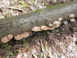 Attēlu rezultāti vaicājumam “Daedaleopsis confragosa”