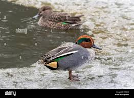 Attēlu rezultāti vaicājumam “Anas crecca male”