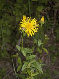 Attēlu rezultāti vaicājumam “Inula salicina flower”
