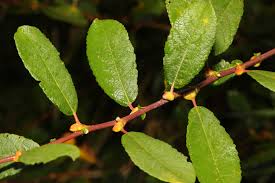 Attēlu rezultāti vaicājumam “Salix cinerea leaf”