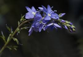 Image result for Veronica teucrium