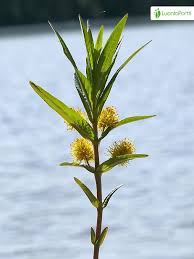 Attēlu rezultāti vaicājumam “Lysimachia thyrsiflora flower”