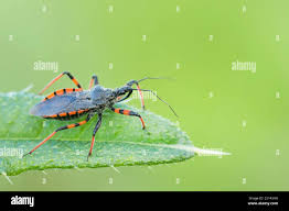 Attēlu rezultāti vaicājumam “Rhynocoris annulatus”