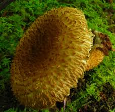 Attēlu rezultāti vaicājumam “Podostroma leucopus”