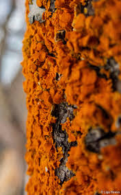 Attēlu rezultāti vaicājumam “Sclerophora coniophaea”