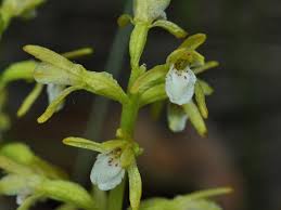 Attēlu rezultāti vaicājumam “Corallorhiza trifida”