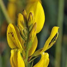 Image result for Genista tinctoria