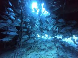 Image result for Scuba Skooling
