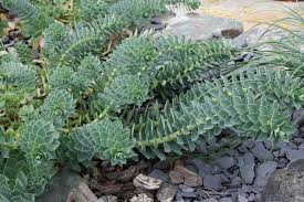 Image result for Wolfsmilch