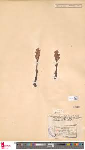 Attēlu rezultāti vaicājumam “Orobanche coerulescens”