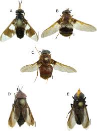 Attēlu rezultāti vaicājumam “Tabanidae”