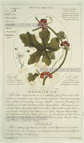 Attēlu rezultāti vaicājumam “Bryonia alba”