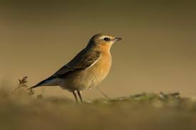 Attēlu rezultāti vaicājumam “Oenanthe oenanthe”