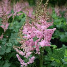 Attēlu rezultāti vaicājumam “Astilbe chinensis”