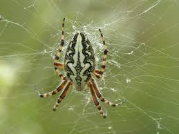 Attēlu rezultāti vaicājumam “Aculepeira ceropegia”