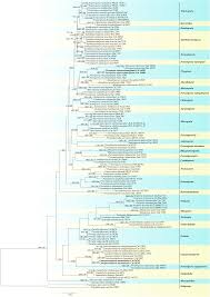 Attēlu rezultāti vaicājumam “Perenniporia medulla-panis”