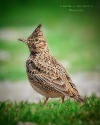 Attēlu rezultāti vaicājumam “Galerida cristata”