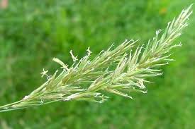 Attēlu rezultāti vaicājumam “Anthoxanthum odoratum fruit”