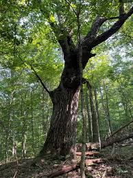 Image result for Wood Green A F S Association