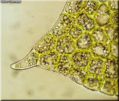 Attēlu rezultāti vaicājumam “Lophozia incisa”