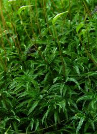 Attēlu rezultāti vaicājumam “Atrichum flavisetum”