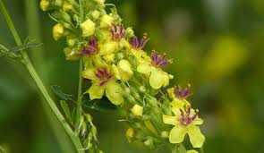 Attēlu rezultāti vaicājumam “Verbascum nigrum flower”