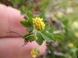 Attēlu rezultāti vaicājumam “Medicago lupulina flower”