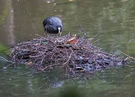 Attēlu rezultāti vaicājumam “Fulica atra nest”
