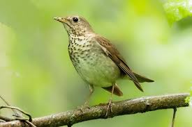 Image result for Catharus minimus