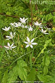 Attēlu rezultāti vaicājumam “Ornithogalum umbellatum flower”