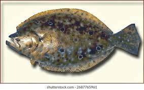 Image result for Paralichthys dentatus