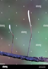 Attēlu rezultāti vaicājumam “Typhula erythropus”