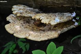 Attēlu rezultāti vaicājumam “Polyporus squamosus”