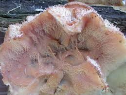 Attēlu rezultāti vaicājumam “Phlebia tremellosa”